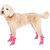 Canada Pooch Hot Pavement Boots for Dogs: Picture 4 thumbnail